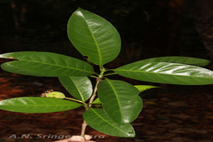 Ochreinauclea missionis